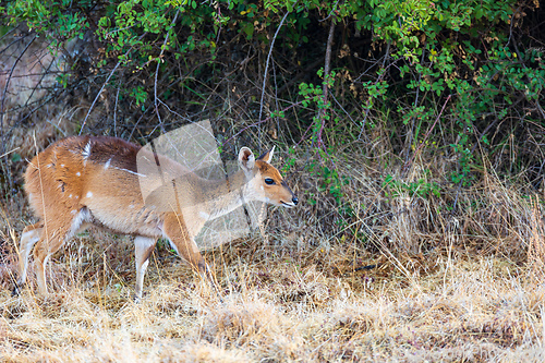 Image of Menelik bushbuck (Tragelaphus scriptus meneliki), Ethiopia, Africa wilderness