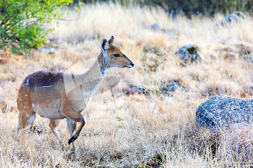 Image of Menelik bushbuck (Tragelaphus scriptus meneliki), Ethiopia, Africa wilderness