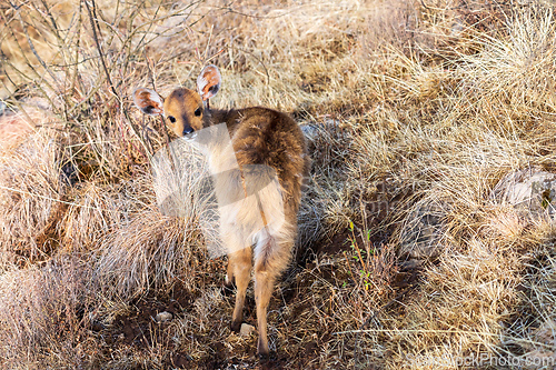 Image of Menelik bushbuck (Tragelaphus scriptus meneliki), Ethiopia, Africa wilderness