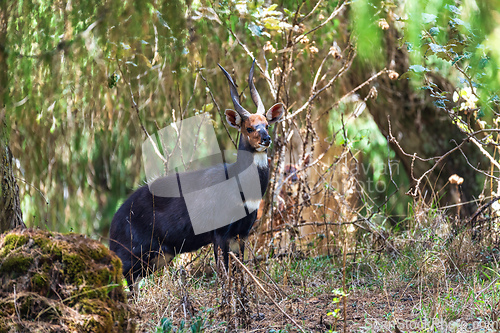 Image of Menelik Bushbuck (Tragelaphus scriptus menelik), Bale Mountain, Ethiopia, Africa safari wildlife