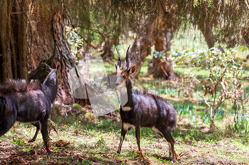 Image of Menelik Bushbuck (Tragelaphus scriptus menelik), Bale Mountain, Ethiopia, Africa safari wildlife