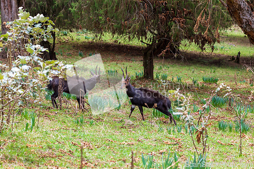 Image of Menelik Bushbuck (Tragelaphus scriptus menelik), Bale Mountain, Ethiopia, Africa safari wildlife