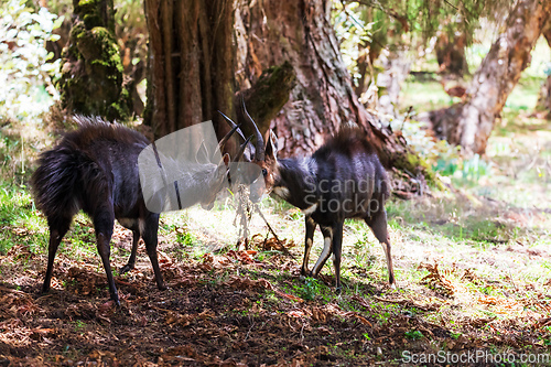 Image of Menelik Bushbuck (Tragelaphus scriptus menelik), Bale Mountain, Ethiopia, Africa safari wildlife