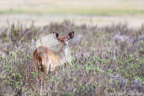 Image of Mountain nyala (Tragelaphus buxtoni), Female in Bale mountain. Africa wildlife