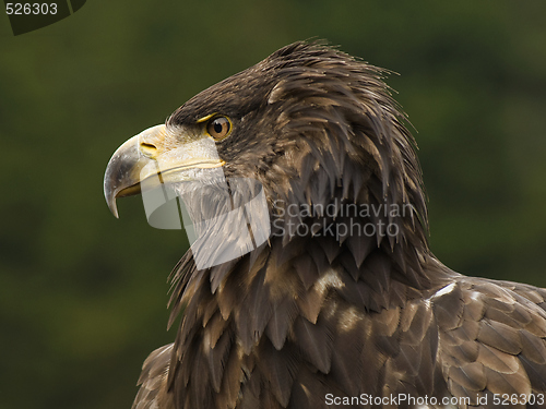 Image of Sea eagle