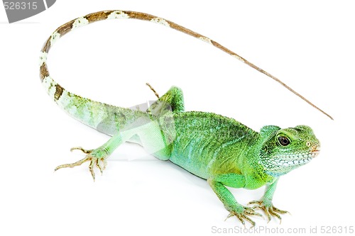 Image of Physignathus cocincinus 