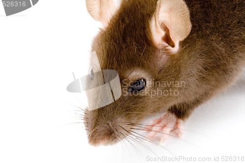 Image of Brown Rat