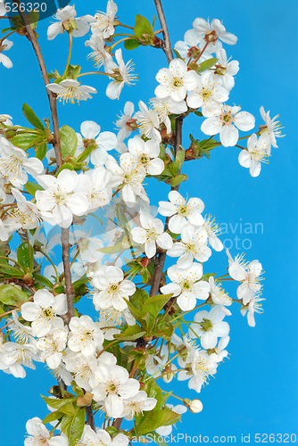 Image of Cherry Flowers