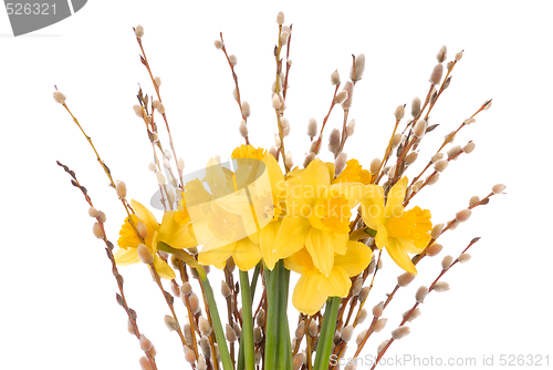 Image of Daffodils on White