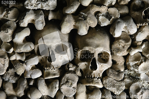 Image of Human skulls