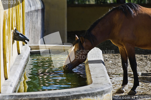 Image of Horse drinking