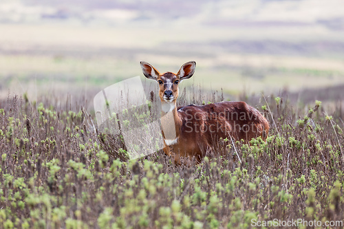 Image of Mountain nyala (Tragelaphus buxtoni), Female in Bale mountain. Africa wildlife