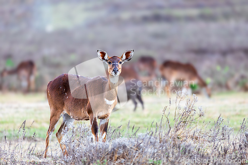 Image of Mountain nyala (Tragelaphus buxtoni), Female in Bale mountain. Africa wildlife