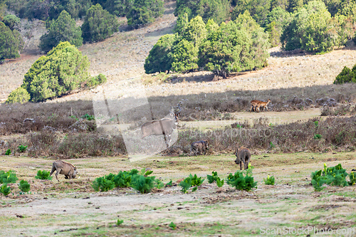 Image of Mountain nyala male (Tragelaphus buxtoni), Bale mountain. Africa widlife