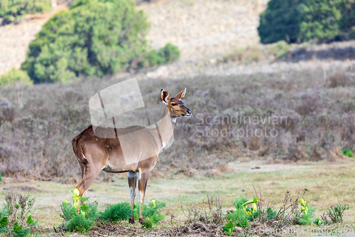 Image of Mountain nyala (Tragelaphus buxtoni), Female in Bale mountain. Africa wildlife