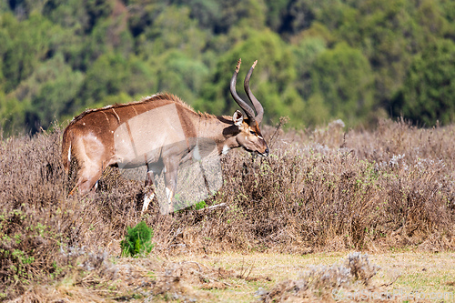 Image of Mountain nyala male (Tragelaphus buxtoni), Bale mountain. Africa widlife