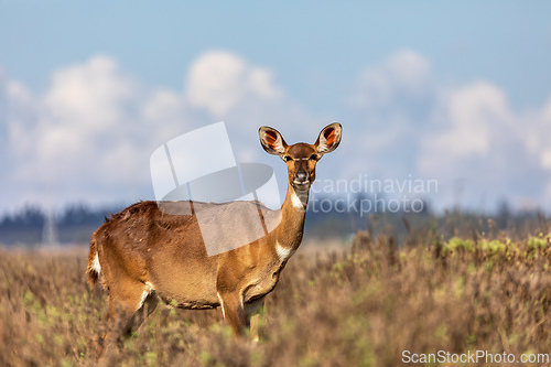 Image of Mountain nyala (Tragelaphus buxtoni), Female in Bale mountain. Africa wildlife