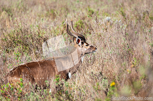 Image of Mountain nyala male (Tragelaphus buxtoni), Bale mountain. Africa widlife