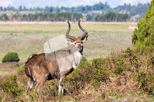 Image of Mountain nyala male (Tragelaphus buxtoni), Bale mountain. Africa widlife