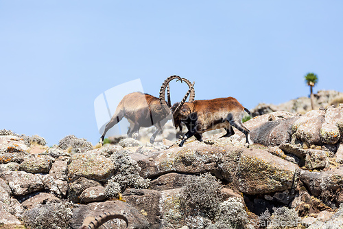 Image of Walia ibex fighting, (Capra walie), Simien Mountains in Northern Ethiopia, Africa