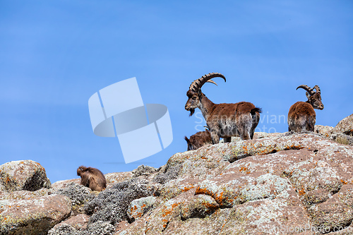 Image of Walia ibex, (Capra walie), Simien Mountains in Northern Ethiopia, Africa