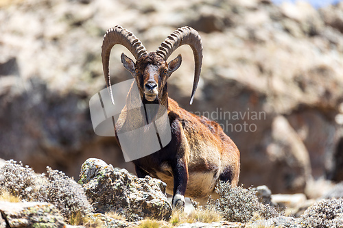 Image of Walia ibex, (Capra walie), Simien Mountains in Northern Ethiopia, Africa