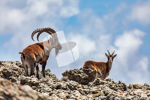 Image of Walia ibex, (Capra walie), Simien Mountains in Northern Ethiopia, Africa