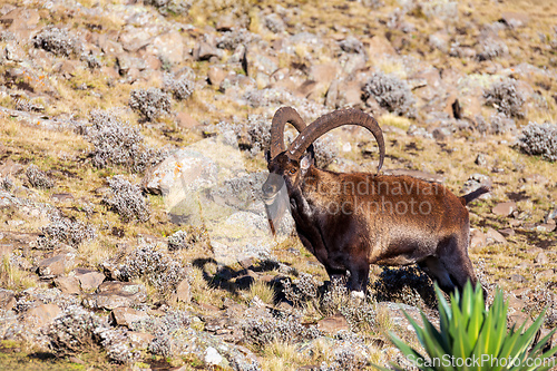 Image of Walia ibex, (Capra walie), Simien Mountains in Northern Ethiopia, Africa