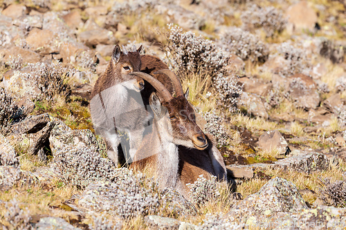 Image of Walia ibex, (Capra walie), Simien Mountains in Northern Ethiopia, Africa