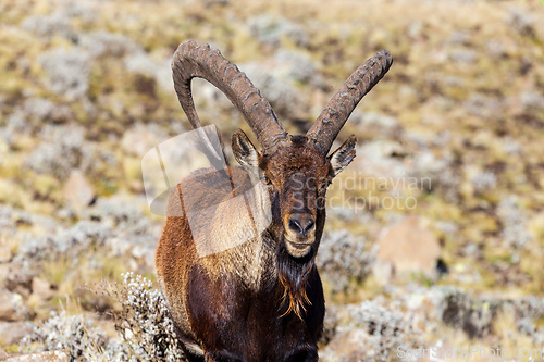 Image of Walia ibex, (Capra walie), Simien Mountains in Northern Ethiopia, Africa