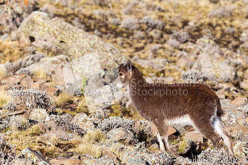 Image of Walia ibex, (Capra walie), Simien Mountains in Northern Ethiopia, Africa