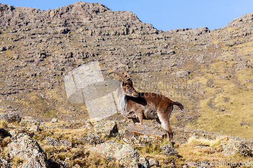 Image of Walia ibex, (Capra walie), Simien Mountains in Northern Ethiopia, Africa