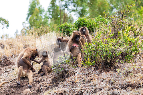 Image of Endemic Gelada, Theropithecus gelada, in Simien mountain, Ethiopia wildlife