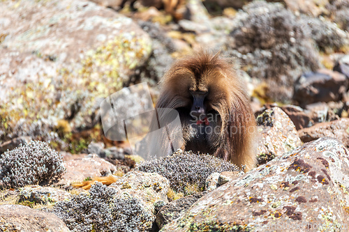 Image of Endemic Gelada, Theropithecus gelada, in Simien mountain, Ethiopia wildlife