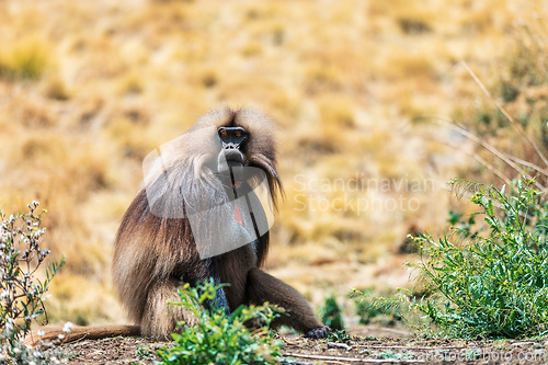 Image of Endemic Gelada, Theropithecus gelada, in Simien mountain, Ethiopia wildlife