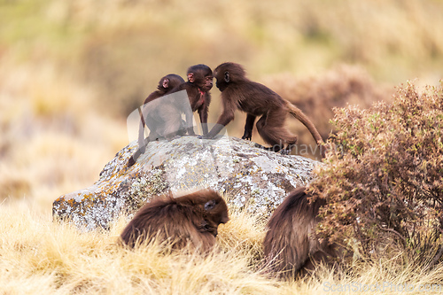 Image of Endemic Gelada, Theropithecus gelada, in Simien mountain, Ethiopia wildlife