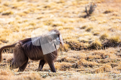 Image of Endemic Gelada, Theropithecus gelada, in Simien mountain, Ethiopia wildlife