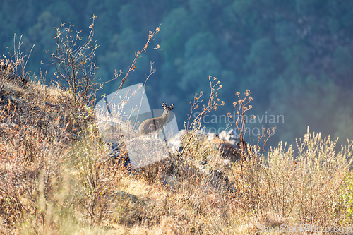 Image of Klipspringer antelope (Oreotragus oreotragus), Simien Mountains National Park, Ethiopia. Africa Wildlife