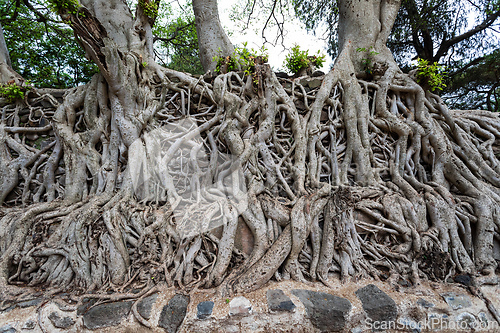 Image of Tangle of massive roots, Ethiopia in UNESCO Fasilides Bath, Gondar Ethiopia, Africa culture architecture