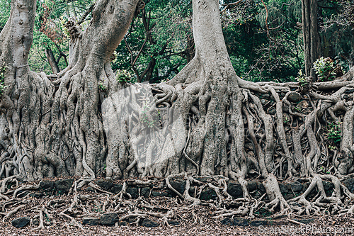 Image of Tangle of massive roots, Ethiopia in UNESCO Fasilides Bath, Gondar Ethiopia, Africa culture architecture