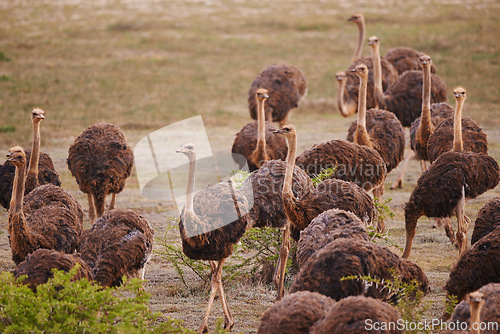 Image of Ostrich, animals on field and nature with flock in South Africa, indigenous with wildlife landscape and tourism. Travel, group of birds and feather in environment, natural background and countryside