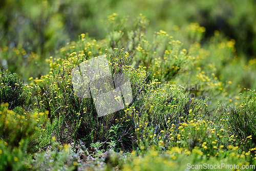 Image of Bush, plant and closeup of nature in forest or garden, indigenous flora with growth and green natural background. Texture, environment and flowers in African, bushveld or field with leaves or foliage