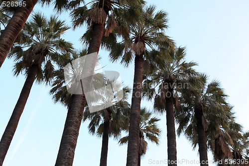 Image of tall palm trees