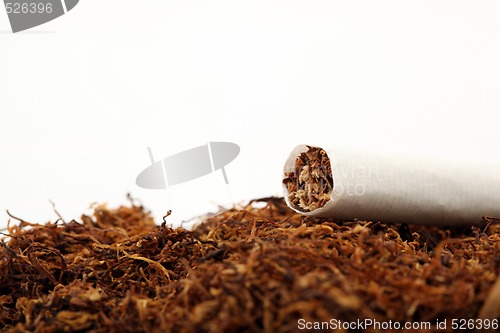 Image of tabacco crop