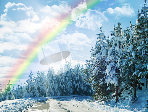 Image of Winter, rainbow and landscape of forest with snow on trees in countryside, environment or woods. Sunshine, clouds or peace in nature with colors in sky like heaven, magic on earth and ice on plants