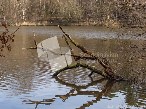 Image of Fallen Tree in Lake