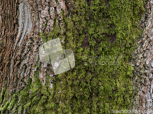 Image of Moss on tree trunk