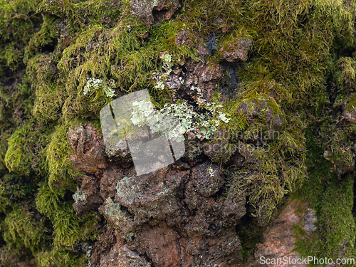 Image of Old Oak tree covered in moss and lichen in Sussex, England.