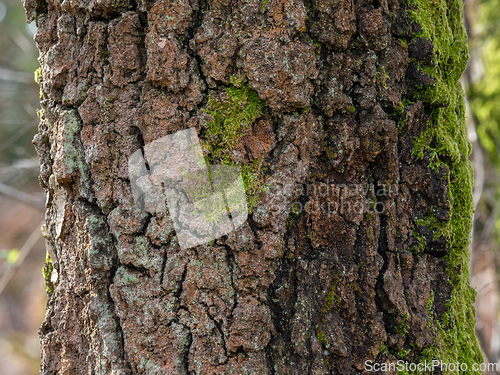 Image of Tree with Moss and Lichen