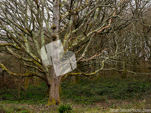 Image of Trees in Woodland